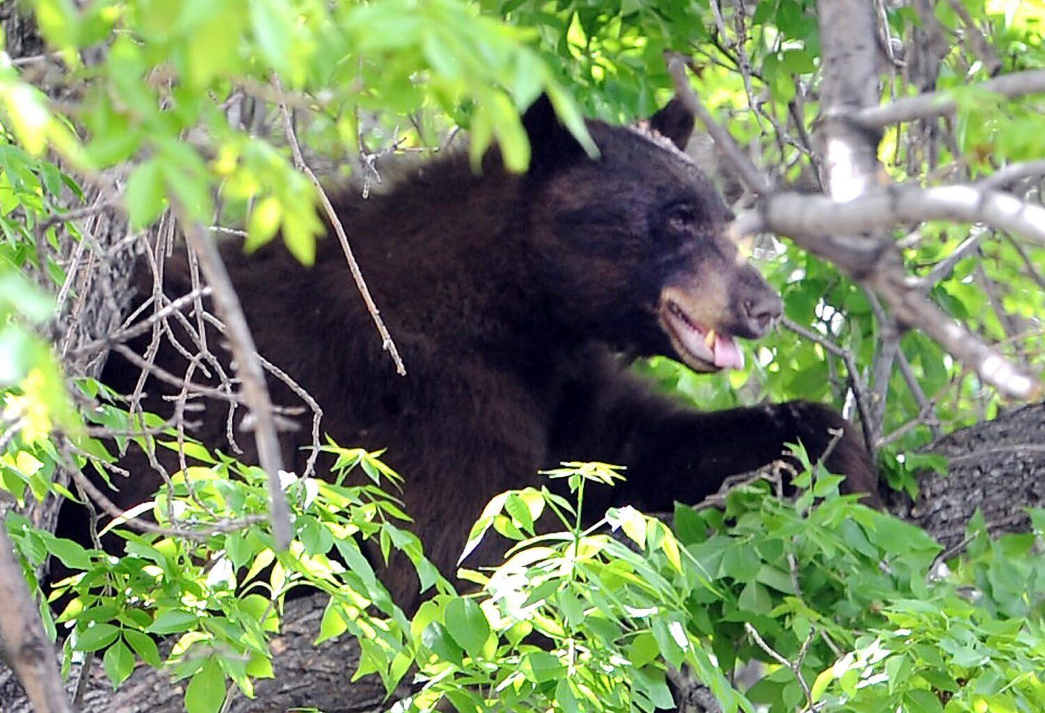 Nearly 300 bears euthanized across Colorado as sightings spike statewide