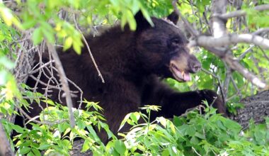 Nearly 300 bears euthanized across Colorado as sightings spike statewide