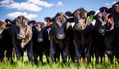 Increase in diesel prices the latest input cost concern for ag producers