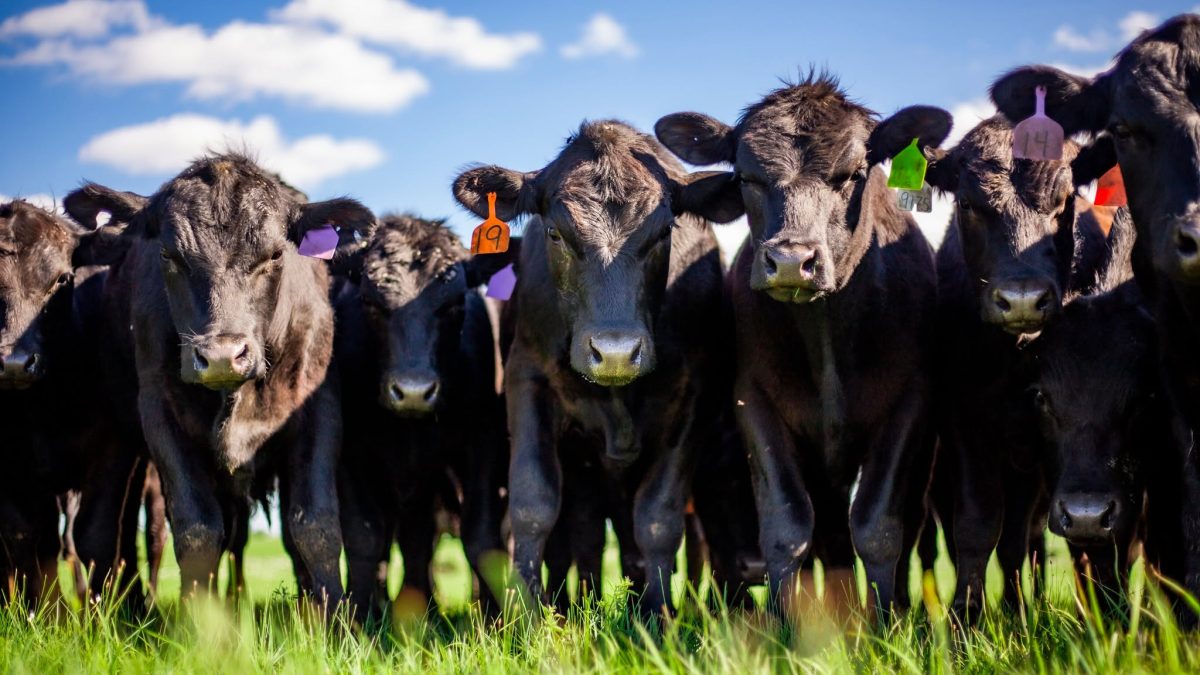 Increase in diesel prices the latest input cost concern for ag producers
