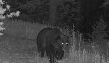 Grizzly near Libby city limits has residents on alert