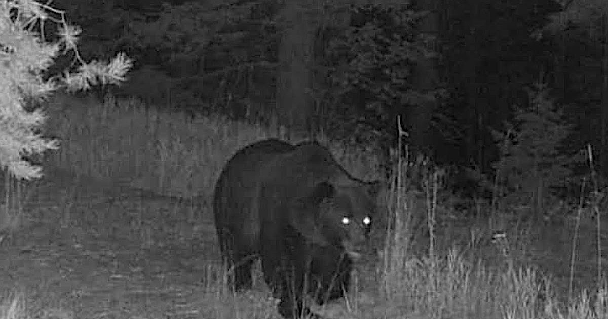 Grizzly near Libby city limits has residents on alert