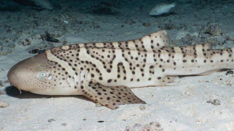 An image of Bestie. ( courtesy Mark Erdmann/Reshark)