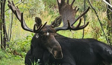 Help Prevent Wildlife Entanglements: A Seasonal Reminder to Clear Your Yard – Sheridan Media