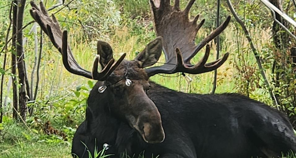Help Prevent Wildlife Entanglements: A Seasonal Reminder to Clear Your Yard – Sheridan Media