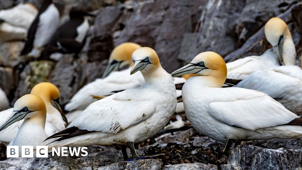 NatureScot denies ignoring scientific evidence in banning guga hunt - BBC