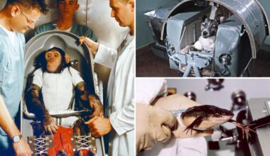 Animals astronauts paved road to space for US, Russia