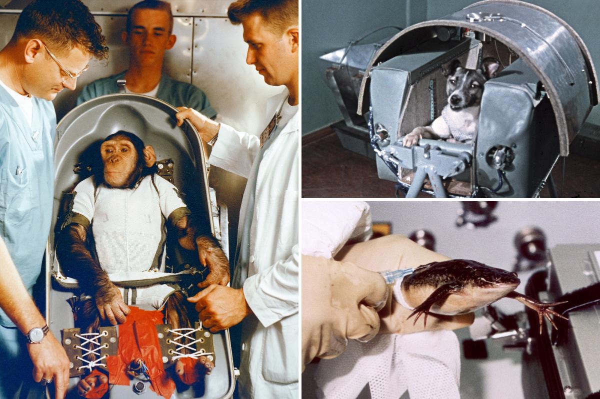 Animals astronauts paved road to space for US, Russia