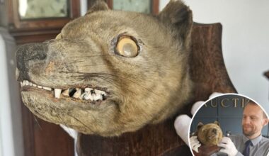 Antique 'fox head' turns out to be 'holy grail' of extinct species