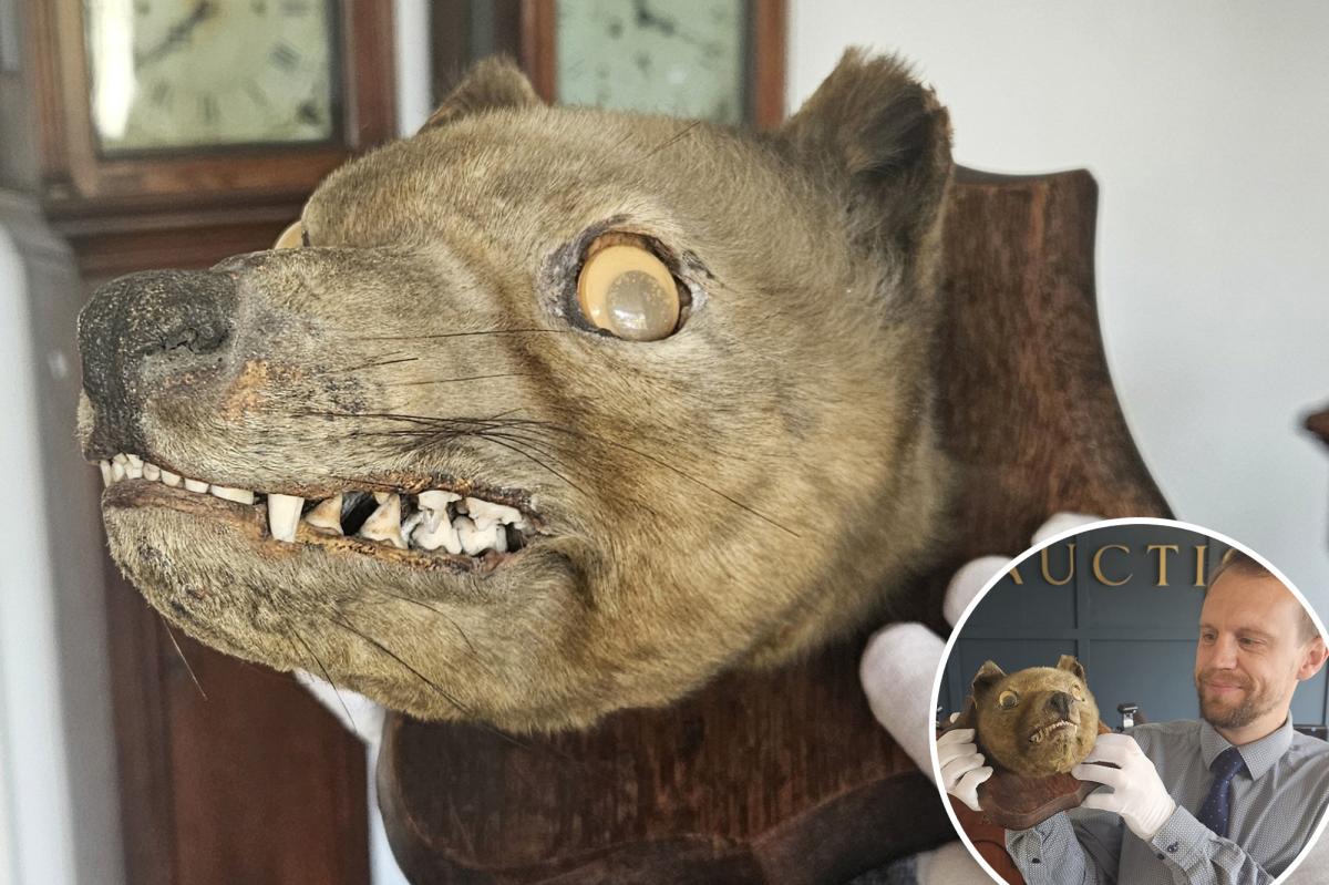 Antique 'fox head' turns out to be 'holy grail' of extinct species