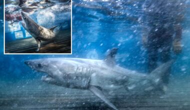 Great white family tree takes shape after DNA reveals 2 OCEARCH tagged sharks are siblings
