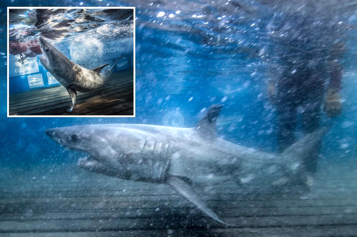Great white family tree takes shape after DNA reveals 2 OCEARCH tagged sharks are siblings