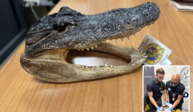 Crocodile head found in man's luggage during airport screening