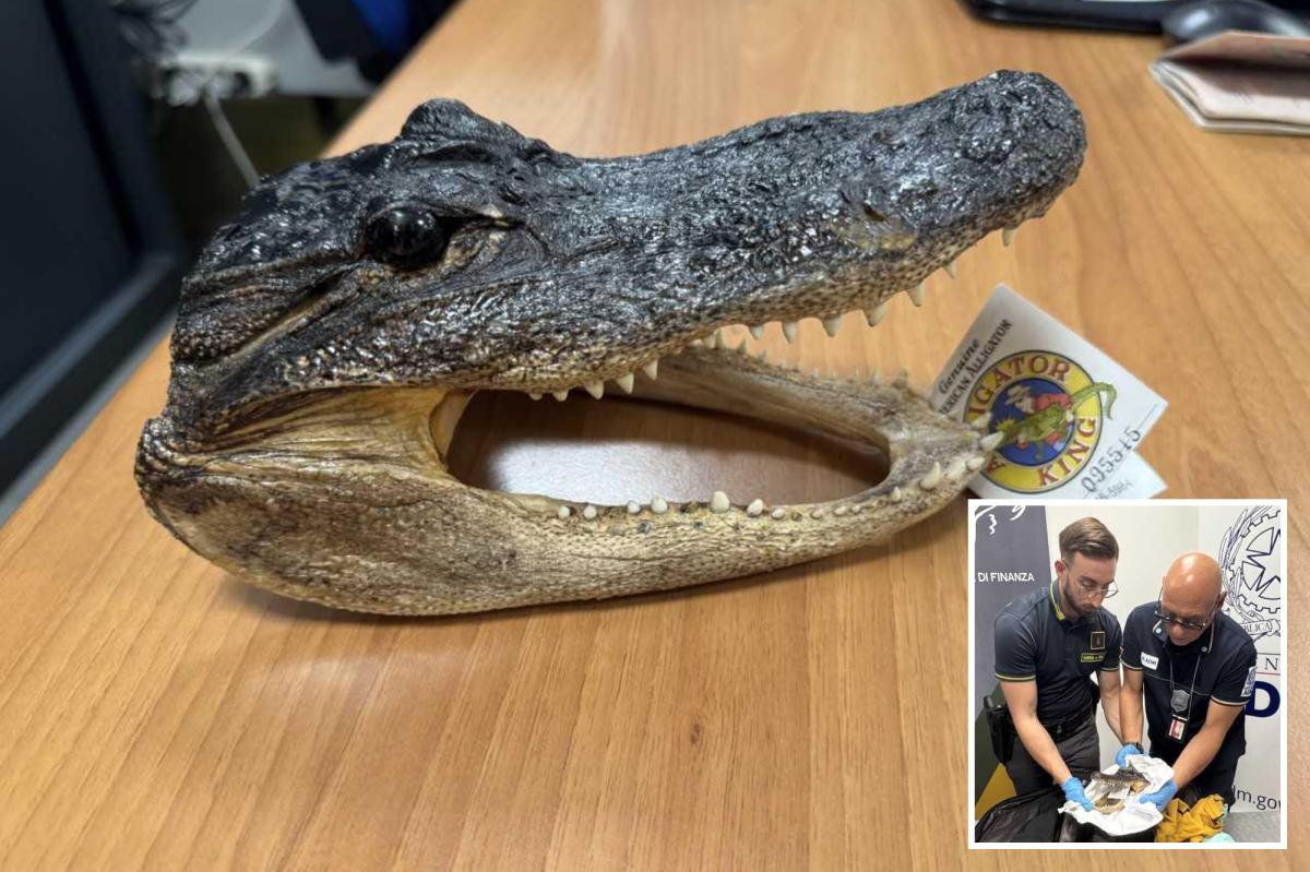 Crocodile head found in man's luggage during airport screening