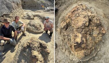 US archaeologists unearth first footprints of running T-Rex: 'Incredibly rare'