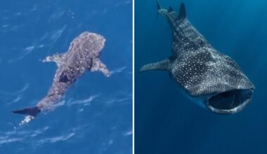 Endangered whale shark spotted lurking off coast of Malibu