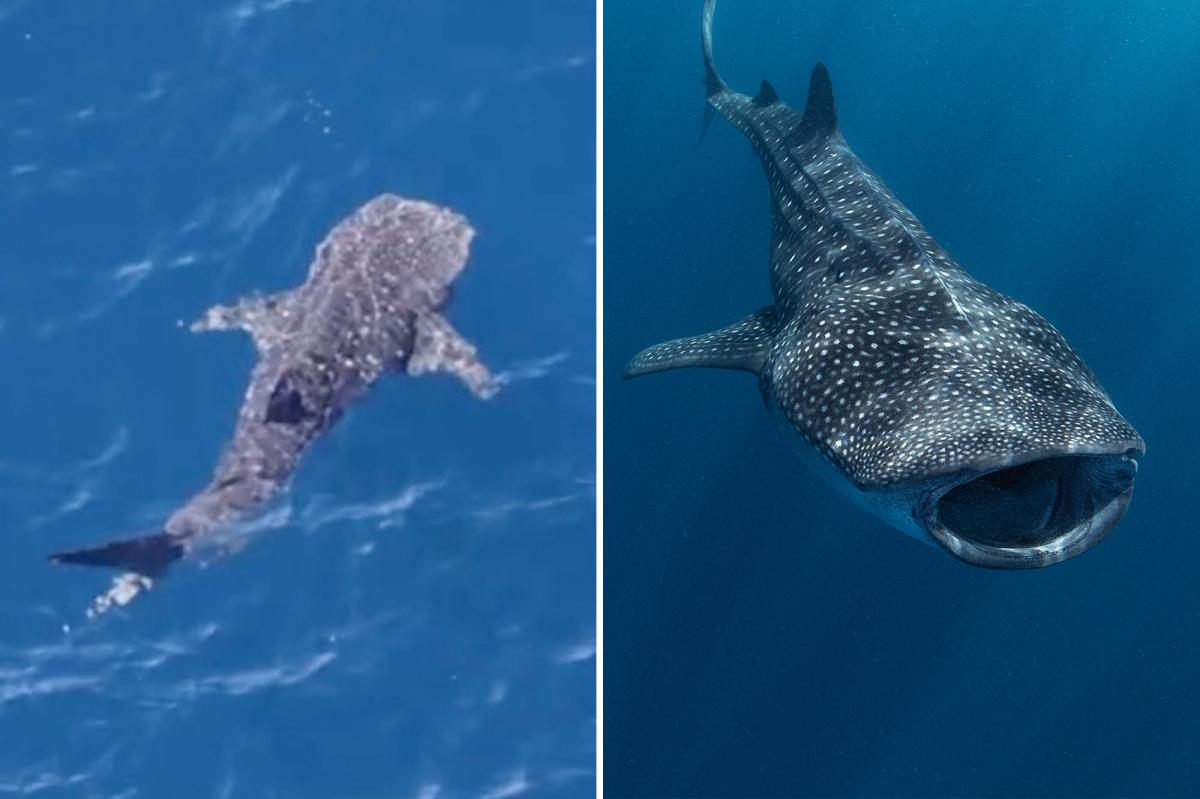 Endangered whale shark spotted lurking off coast of Malibu