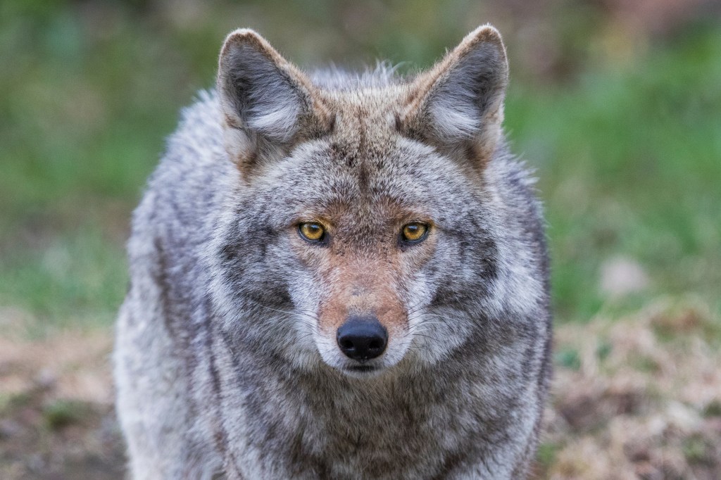 Portrait of a coyote with yellow eyes and grey-brown fur.