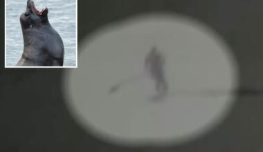 Moment aggressive sea lion knocks Santa Cruz paddle boarder into the ocean and tears at her hair