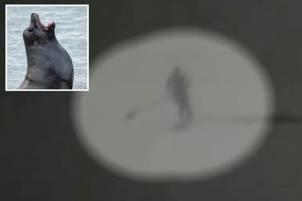 Moment aggressive sea lion knocks Santa Cruz paddle boarder into the ocean and tears at her hair