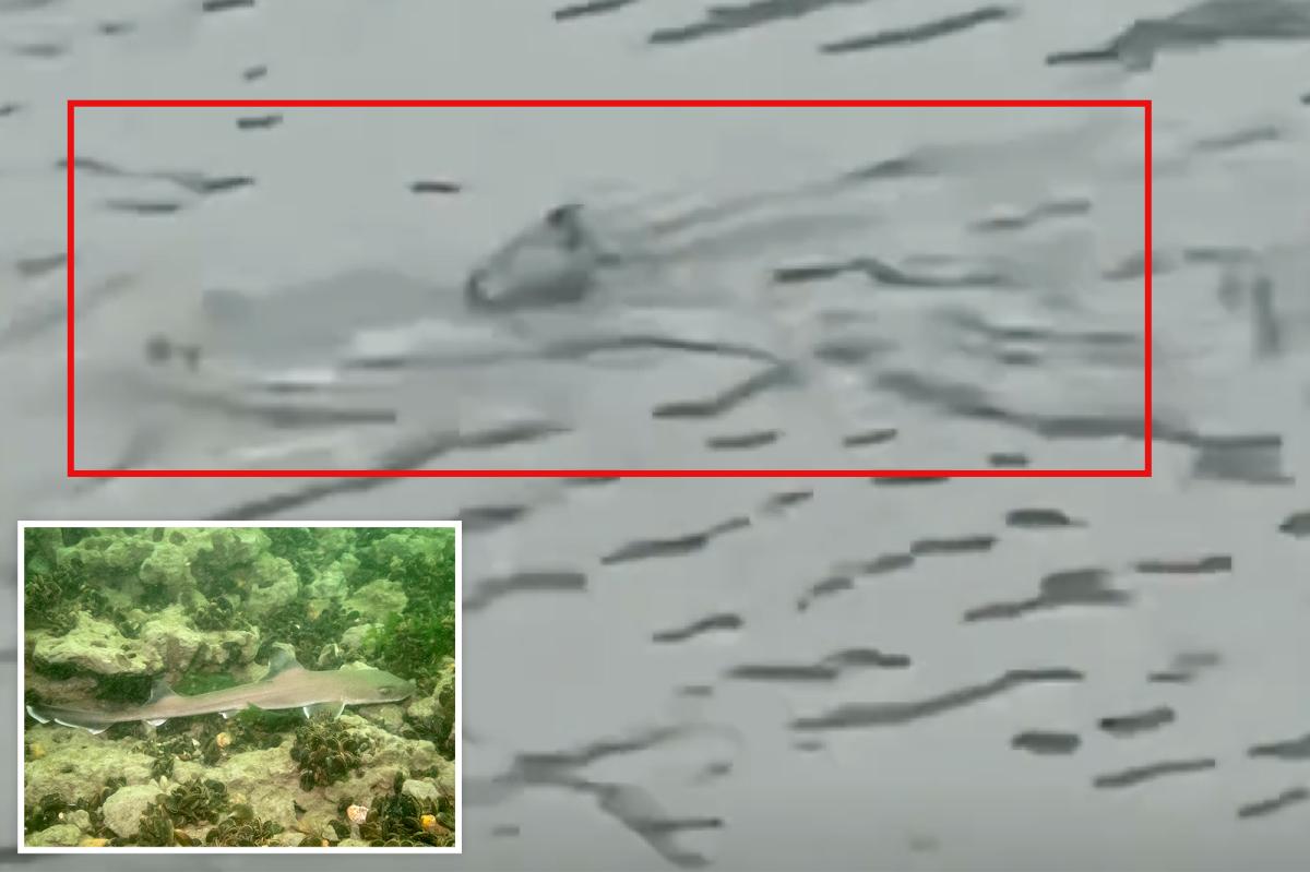 Shark seen swimming through flooded NJ streets as violent nor'easter batters coast