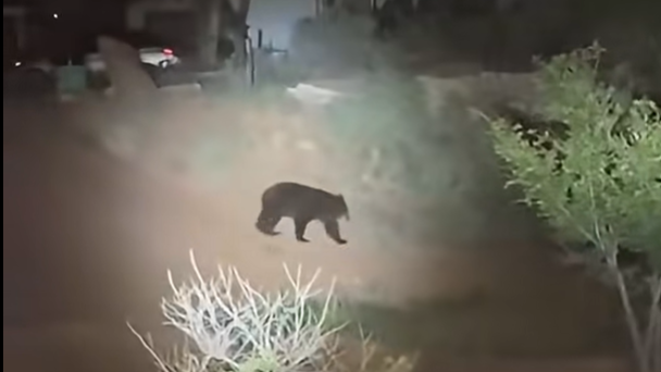 Wildlife Department catches bear after 4-day romp through Gallup