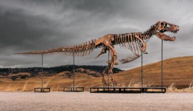 T. Rex Footprints Are a Discovery