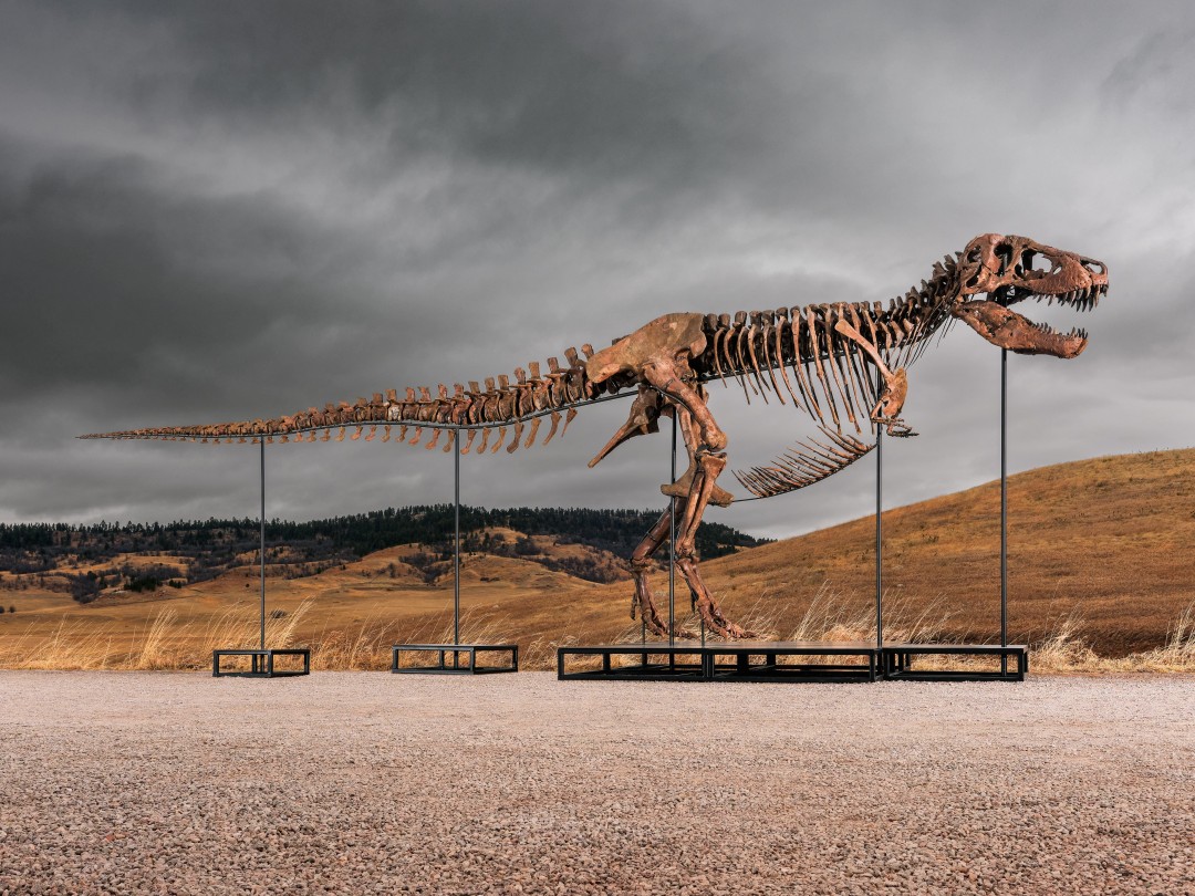 T. Rex Footprints Are a Discovery