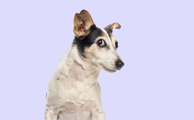 Dogs Have a 'Consonant Bias'