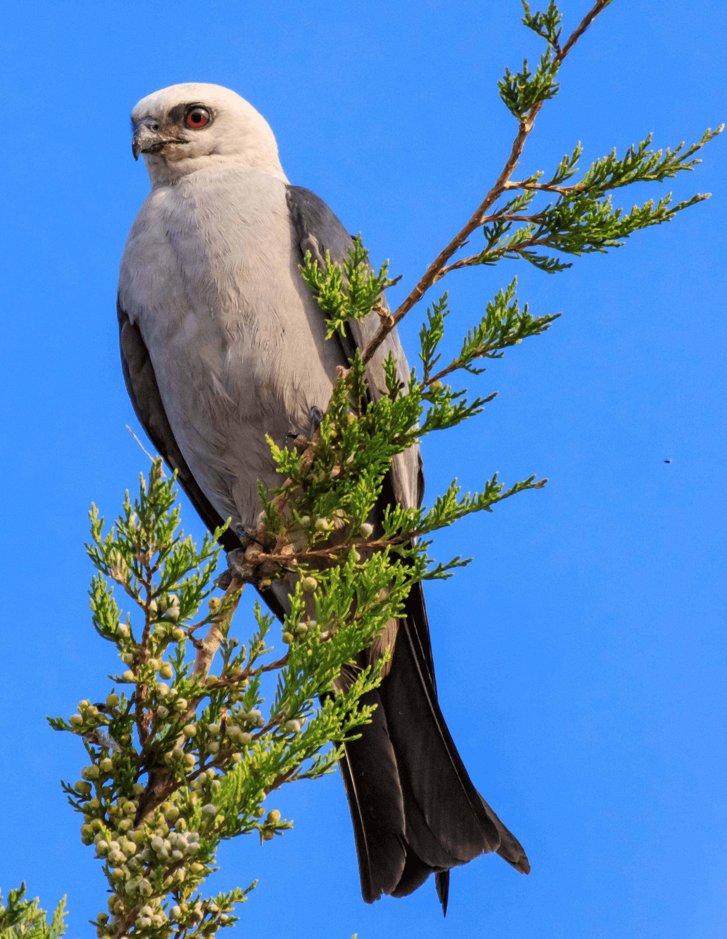 Mississippi Kite. Photo courtesy Fort Hays State University