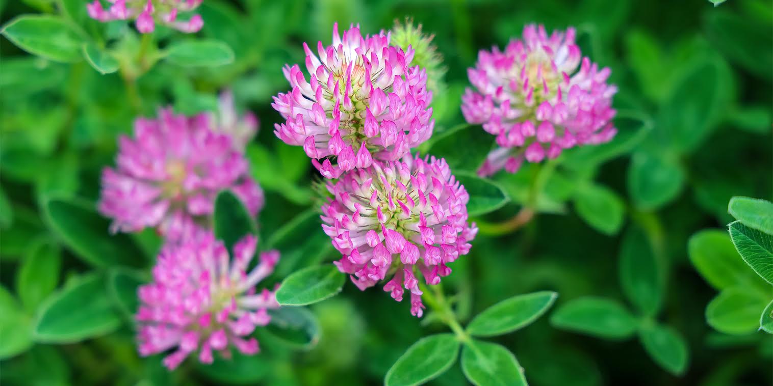 An image of red clover plants