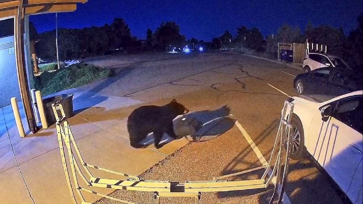Hungry bears wander into US West homes, shops in record numbers