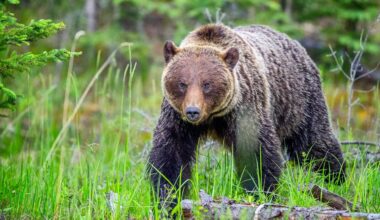 'I literally think this is going to be it for me': Hiker recounts grizzly bear encounter in Canada