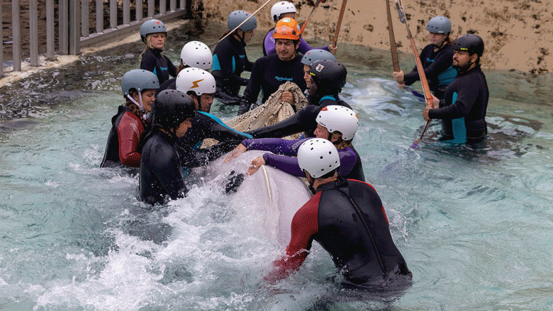 Two images showing a beluga being transported by sling from a pool, and then another photo showing two belugas being fed at its new  aquarium by a trainer.