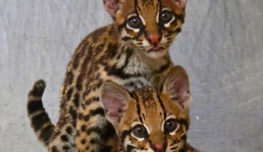 Caldwell Zoo names endangered ocelot cubs after beloved comic strip