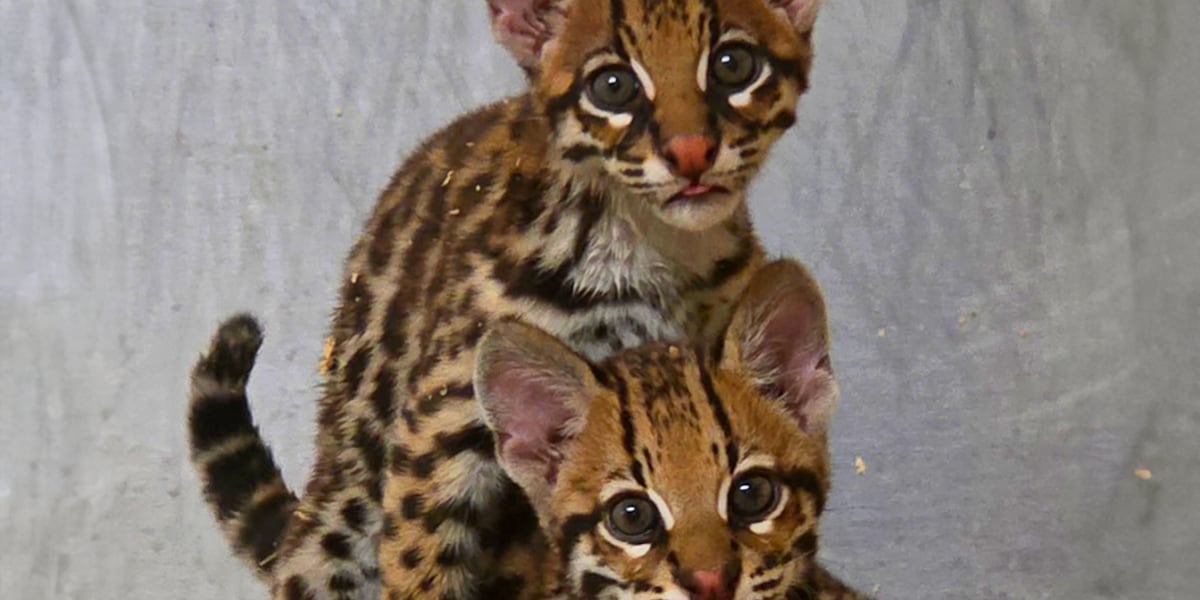 Caldwell Zoo names endangered ocelot cubs after beloved comic strip
