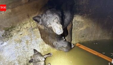 Hikers heard ‘howling’ from a California water tank; rescuers found a mother bear and her cubs trapped inside and spent hours freeing them
