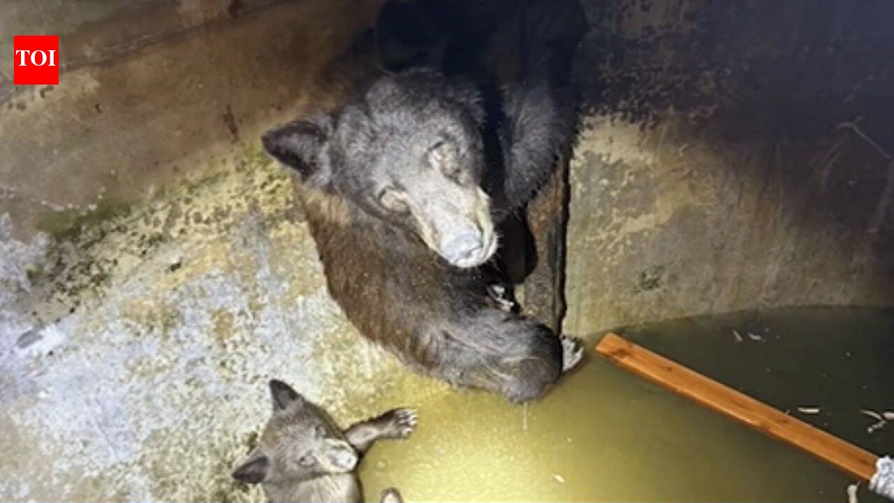 Hikers heard ‘howling’ from a California water tank; rescuers found a mother bear and her cubs trapped inside and spent hours freeing them
