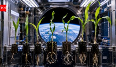 Nasa scientists grew corn seeds in space and found that microgravity changed how the seedlings’ roots and shoots grew |