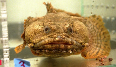 In 1998, NASA sent oyster toadfish into space on Space Shuttle Columbia; over 16 days in orbit, researchers studied how their balance systems adapted to microgravity