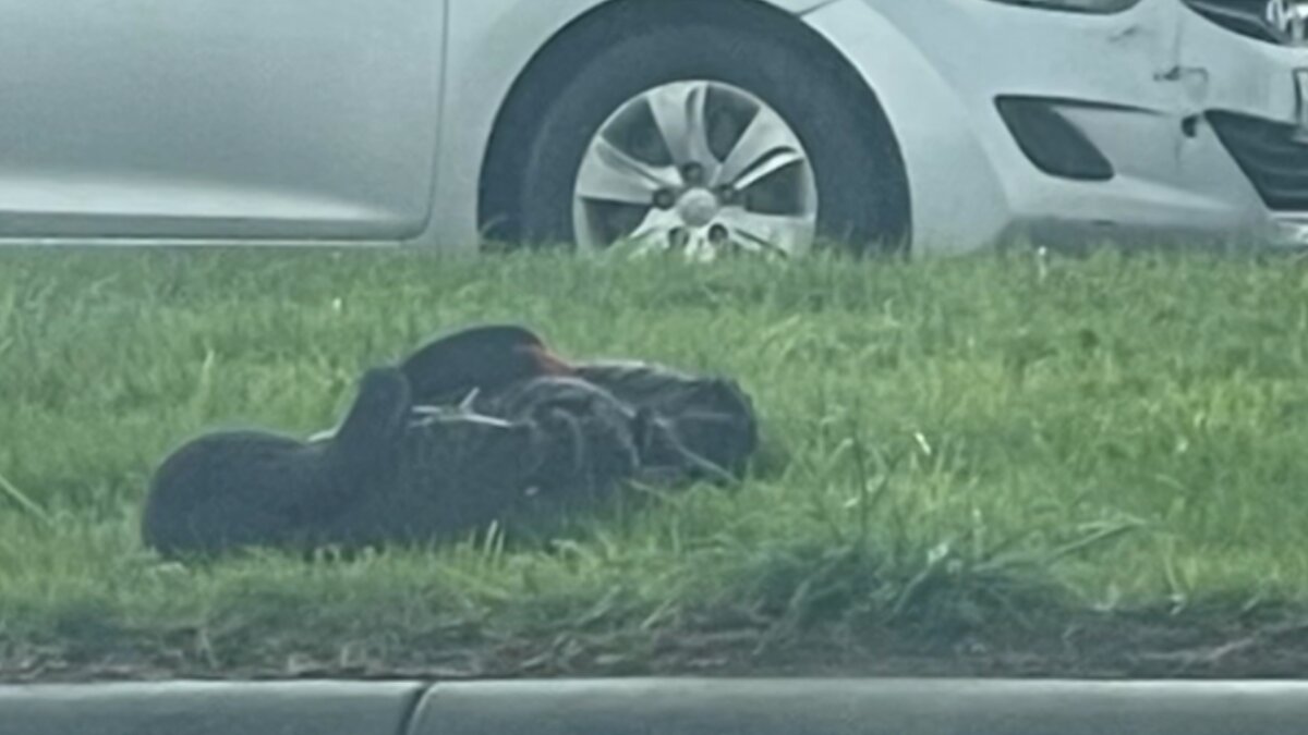 Black Swan Guards Injured Mate For Days On Highway Median As Countless Cars Pass By