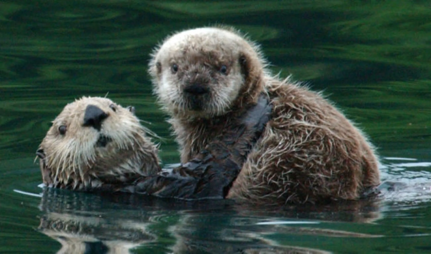 Sea otters