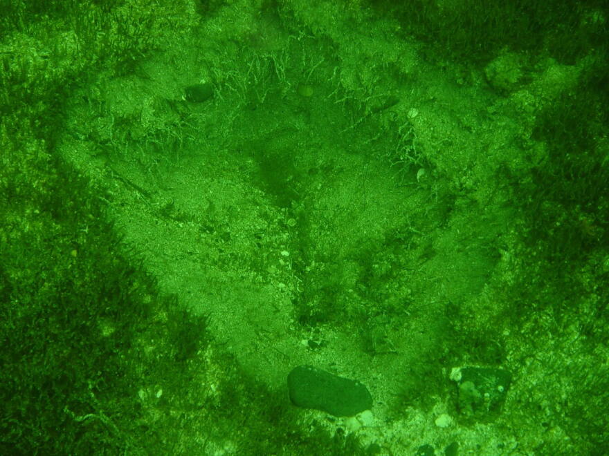 A hole dug by an otter at the bottom of the seafloor.