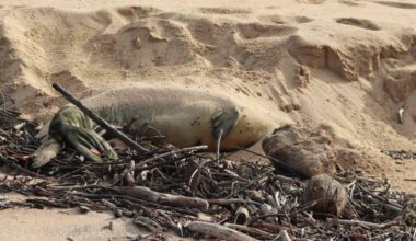 NOAA offers $20,000 for tips on monk seal’s death on Molokai