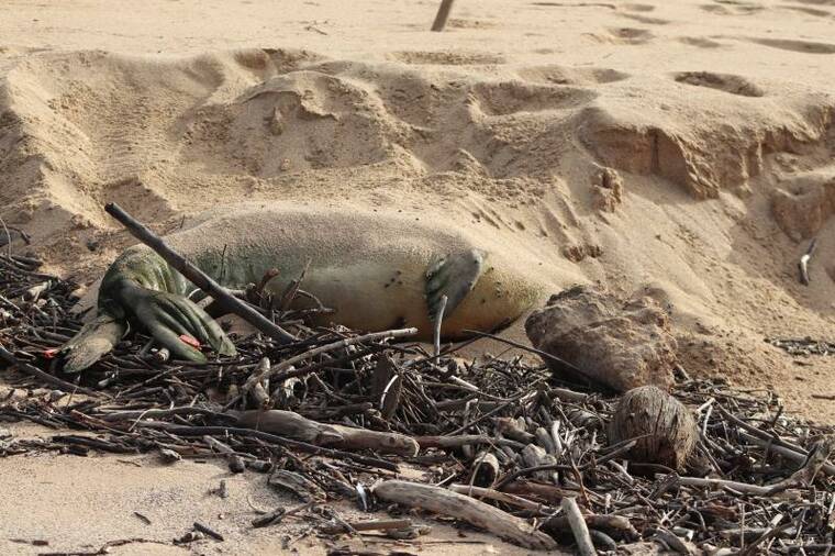 NOAA offers $20,000 for tips on monk seal’s death on Molokai
