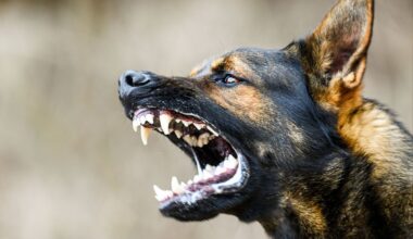 Rabies Warning Issued in Multiple States as Local Cases Rise