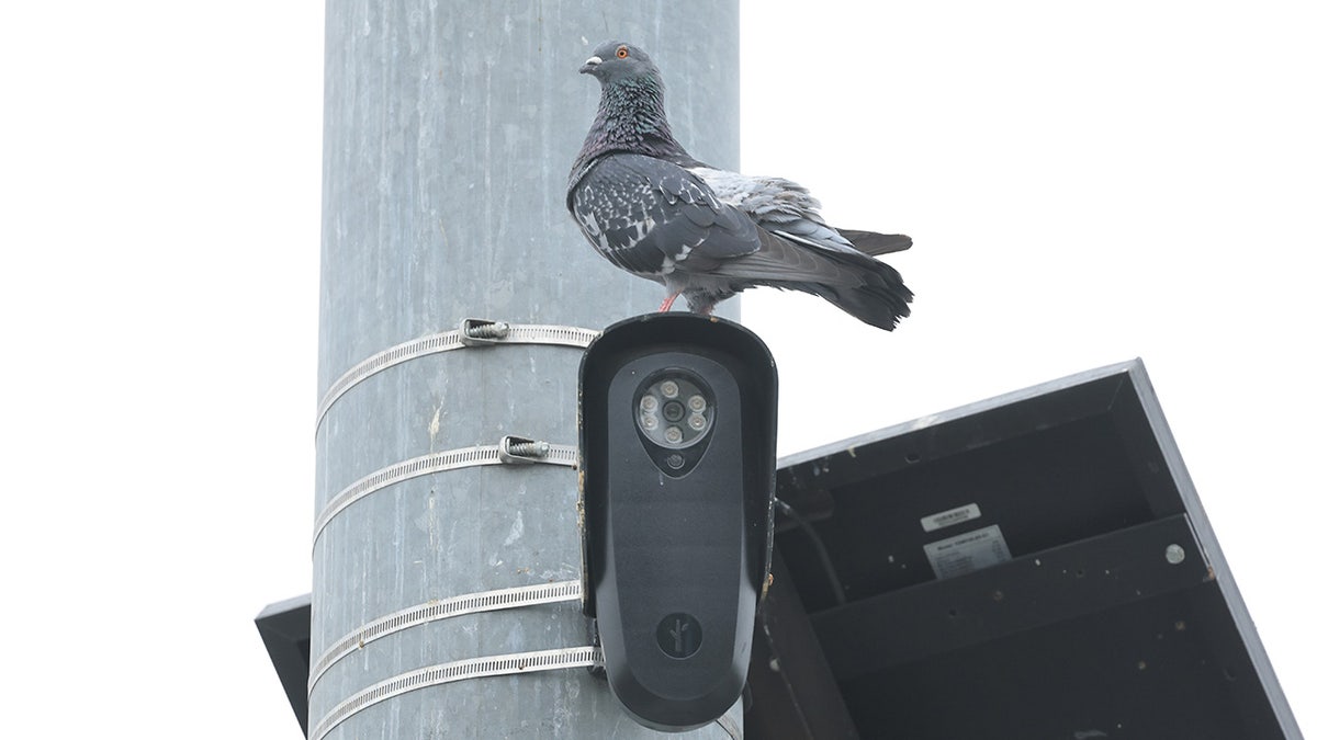 A pigeon perched on a camera tied to a roadside post.