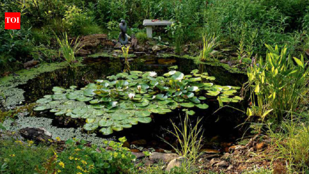 In 2017, a 14-year-old Virginia girl dug a backyard pond for a school project; 9 years later, it has become a thriving wildlife ecosystem