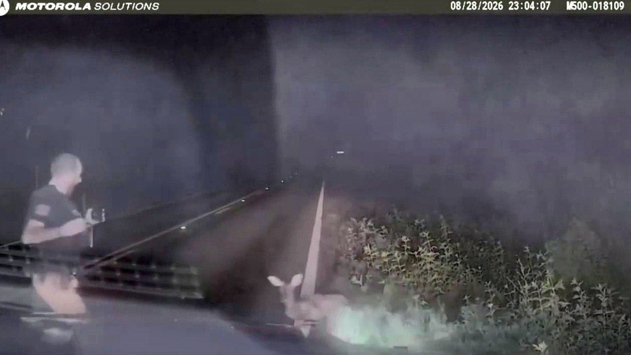 Deer startles East Texas deputy in viral dashcam video