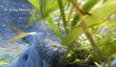Manatees confirmed mating in Mississippi waters for first time